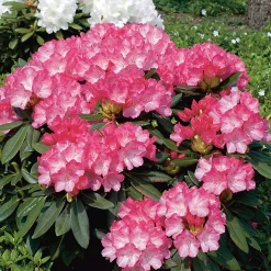 Odling & Trädgårdsskötsel|Växter & Plantor*Omnia Garden Fantastica 25-30 cm
