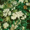 Odling & Trädgårdsskötsel|Häckplantor*Omnia Garden Fläder Bålsta 20-40cm