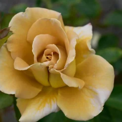Nyheter*Omnia Garden Floribundaros Honey Dijon Weksproulses