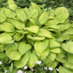 Odling & Trädgårdsskötsel|Växter & Plantor*Omnia Garden Fortunei Gold Standard