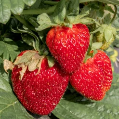 Bärbuskar|Odling & Trädgårdsskötsel*Omnia Garden Fragaria Ananassa Honeoye