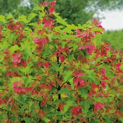 Odling & Trädgårdsskötsel|Häckplantor*Omnia Garden Ginnala 50-80 cm