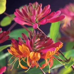 Omnia Garden Goldflame 40-60 cm