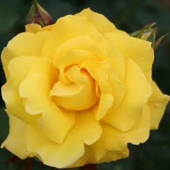 Omnia Garden Goldstern