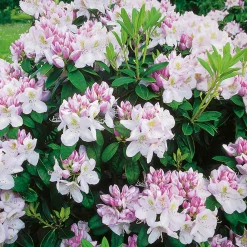 Odling & Trädgårdsskötsel|Växter & Plantor*Omnia Garden Gomer Waterer 30-40 cm