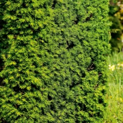 Odling & Trädgårdsskötsel|Häckplantor*Omnia Garden Häck Japansk Lärk  Bygghemma.se