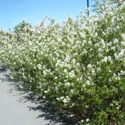 Odling & Trädgårdsskötsel|Häckplantor*Omnia Garden Häggmispel Amelanchier Spicata 50-80 cm