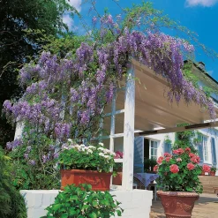Omnia Garden Japanskt 50-80 cm