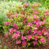 Omnia Garden Kermesina 20-25 cm