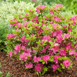 Omnia Garden Kermesina 20-25 cm
