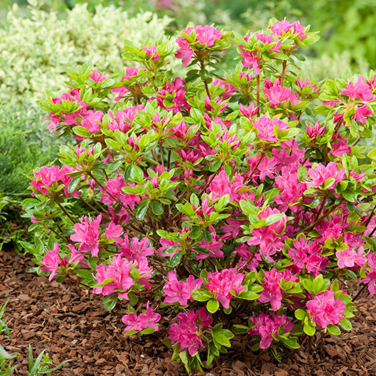 Omnia Garden Kermesina 20-25 cm