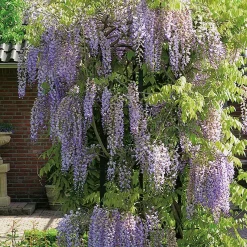 Odling & Trädgårdsskötsel|Växter & Plantor*Omnia Garden Kinesiskt Sinensis 50-80 cm