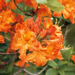 Odling & Trädgårdsskötsel|Växter & Plantor*Omnia Garden Knaphill Gibraltar 30-40 cm