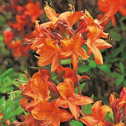 Odling & Trädgårdsskötsel|Växter & Plantor*Omnia Garden Knaphill Golden Eagle 30-40 cm