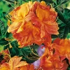 Odling & Trädgårdsskötsel|Växter & Plantor*Omnia Garden Knaphill Klondyke 30-40 cm