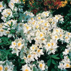 Odling & Trädgårdsskötsel|Växter & Plantor*Omnia Garden Knaphill Persil 30-40 cm