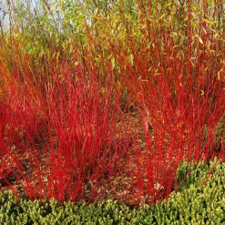 Odling & Trädgårdsskötsel|Häckplantor*Omnia Garden Korallkornell 50-80 cm