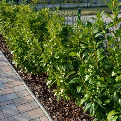 Omnia Garden Lagerhägg Novita