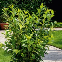 Odling & Trädgårdsskötsel|Häckplantor*Omnia Garden Lagerhägg Novita