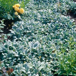 Kampanj Trädgårdsväxter*Omnia Garden Lammöron Silver Carpet