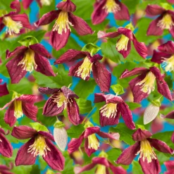 Odling & Trädgårdsskötsel|Växter & Plantor*Omnia Garden Landsdowne Gem 40-60 cm