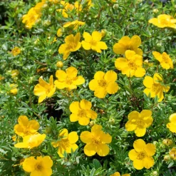 Odling & Trädgårdsskötsel|Häckplantor*Omnia Garden Ölandstok 30-50cm Krukodlade