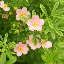 Kampanj Trädgårdsväxter*Omnia Garden Ölandstok Rosa