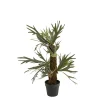 Mr Plant Älghornsbräken