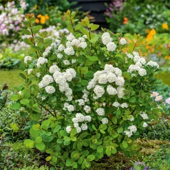Odling & Trädgårdsskötsel|Häckplantor*Omnia Garden Liguster 30-50cm Krukodlade