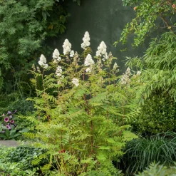 Odling & Trädgårdsskötsel|Häckplantor*Omnia Garden Liten Rönnspirea Maia E