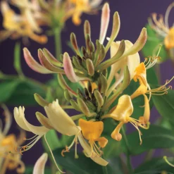 Omnia Garden Lonicera Periclymenum 40-60 cm
