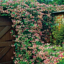 Odling & Trädgårdsskötsel|Växter & Plantor*Omnia Garden Lonicera Periclymenum "Serotina" 40-60 cm