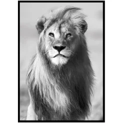 Posters*Gallerix Majestic Lion