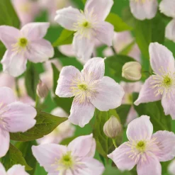 Odling & Trädgårdsskötsel|Växter & Plantor*Omnia Garden Mayleen 40-60 cm