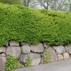 Odling & Trädgårdsskötsel|Häckplantor*Omnia Garden Måbär 40-60 cm