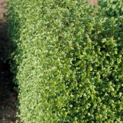 Odling & Trädgårdsskötsel|Häckplantor*Omnia Garden Måbär 20-40cm Krukodlade