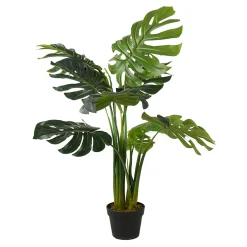 Lykke Monstera Plant