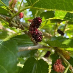 Bärbuskar|Odling & Trädgårdsskötsel*Omnia Garden Mullbär Morus Mojo Berry Matsunaga
