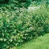 Omnia Garden Naverlönn 50-80 cm