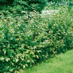 Omnia Garden Naverlönn 50-80 cm