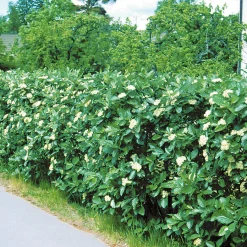 Omnia Garden Oxelhäck 30-50 cm