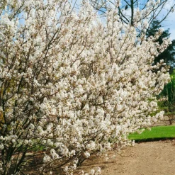 Odling & Trädgårdsskötsel|Häckplantor*Omnia Garden Prakthäggmispel 50-80 cm