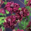 Odling & Trädgårdsskötsel|Växter & Plantor*Omnia Garden Purpurea Plena Elegans 40-60 cm