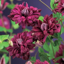 Odling & Trädgårdsskötsel|Växter & Plantor*Omnia Garden Purpurea Plena Elegans 40-60 cm