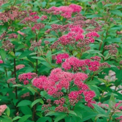 Odling & Trädgårdsskötsel|Häckplantor*Omnia Garden Rosenspirea 20-30 cm Krukodlade