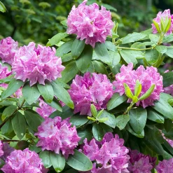 Odling & Trädgårdsskötsel|Växter & Plantor*Omnia Garden Roseum Elegans