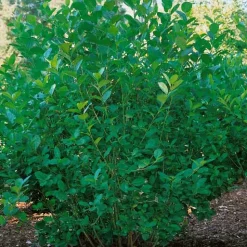 Kampanj Trädgårdsväxter*Omnia Garden Slånaronia 60-100 cm