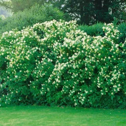 Odling & Trädgårdsskötsel|Häckplantor*Omnia Garden Smultronschersmin 20-30 cm