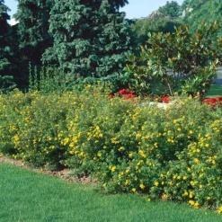 Odling & Trädgårdsskötsel|Häckplantor*Omnia Garden Trädgårdstok Goldfinger 30-50 cm