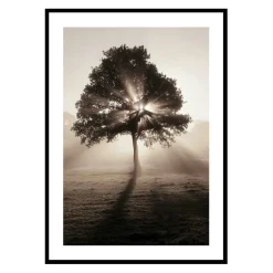 Gallerix Tree In Sunrise